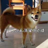 「今お洗濯してるの」と伝えると…