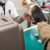 暴れる子犬