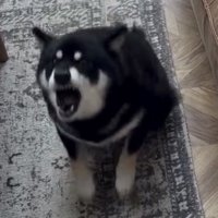 大きく口を開けて吠える犬