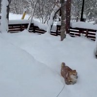雪の中に埋もれる柴犬