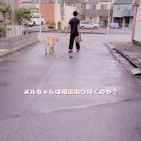 散歩するパパとメルくん