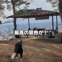 犬と展望台