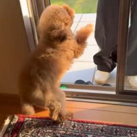 客を待ち受ける小型犬