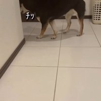 舌打ちするあんこちゃん