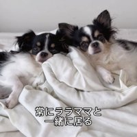布団の上で並んで寝る2匹の犬