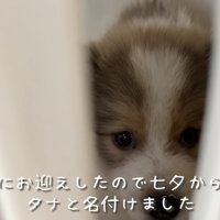 保護当時のタナちゃん