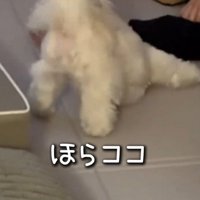 横になっている飼い主の手に自分の頭を当てる犬