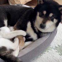 黒豆くんへの愛が大爆発