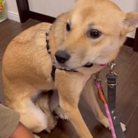 野犬を家族に迎えたら…