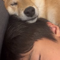 頭に顎を乗せる犬