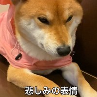雨が止むまで玄関で待機