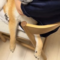 だらんと垂れ下がった犬の前脚