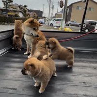 子犬たちを見守る犬