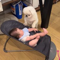 じっと見つめるてくちゃん