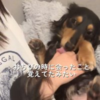 撫でてくれる飼い主の友人の手を舐める小型犬