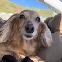 正面を見つめる犬