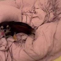 お腹を出して大喜び