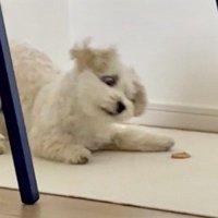 まるでヤンキーみたい