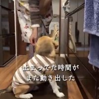 座って見上げる犬