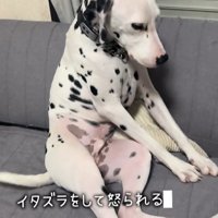 ソファにおじさんのように座りながらカメラを持つ飼い主をチラ見するダルメシアン