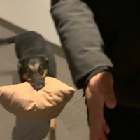 クッションをくわえてウロチョロ♪