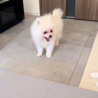 あくびをする子犬