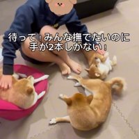 豆柴たちを撫でる次女