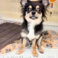 ケースの中から見つめる犬