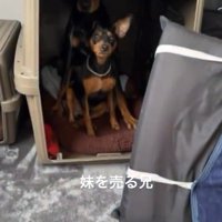 クレートの中の小型犬と大型犬