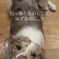 引っ張り合いをするラルくん