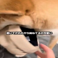 帽子をくわえる犬1