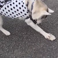 「家に持って帰ろう！」