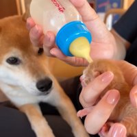 赤ちゃん猫を見つめる柴犬