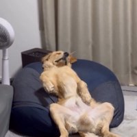 オッサンのようなロキくん