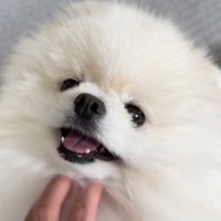 飼い主さんに撫でられてニコニコ♡