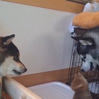 3匹のワンコ