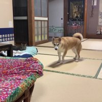 諦めたみたい！！