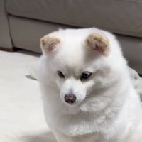 白い犬2