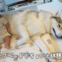 モフモフベッドでひとやすみ