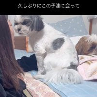 ベッドの上で寄り添う犬と人