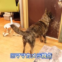 何かを察知しているハルヱちゃん