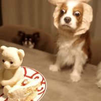 目を見開く犬