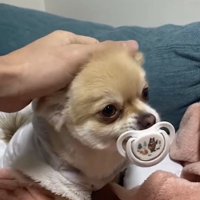 耳を伏せて見つめる犬