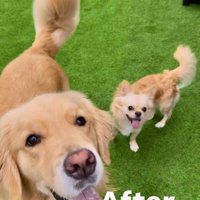 チワワとゴールデンレトリバー