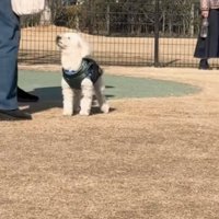 目の前の人を見上げる犬2
