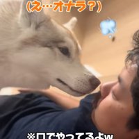 口の匂いを嗅ぐハスキー