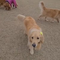 おっとりなにこちゃん