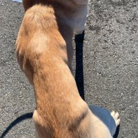 ガリガリだった保護犬