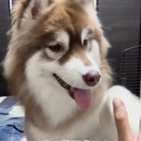 子犬のコスモくん