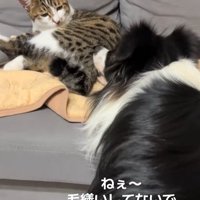 猫にちょっかいを出す中型犬